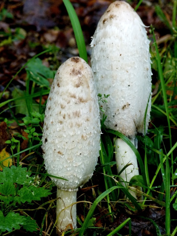 Geruchsintensiv