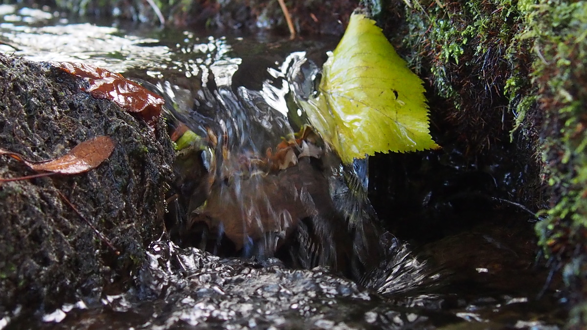S`Blattl am Wasser