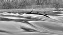Baum im Wasserfall in s/w