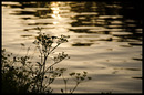 Kanalblume