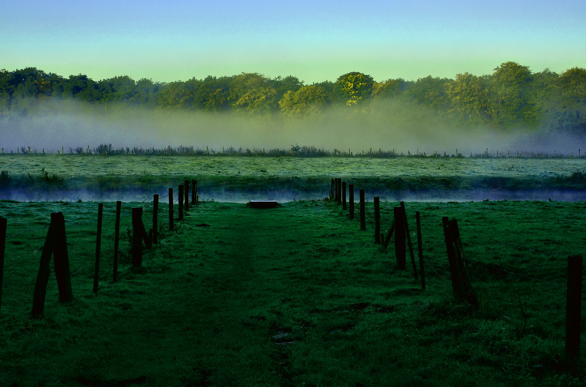 Morgentau
