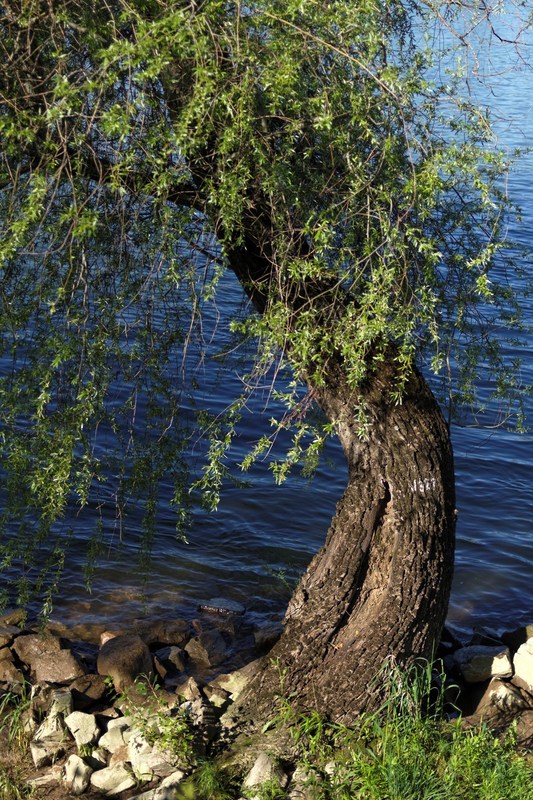 Am Rhein in Mainz (Pfingsten 2013)