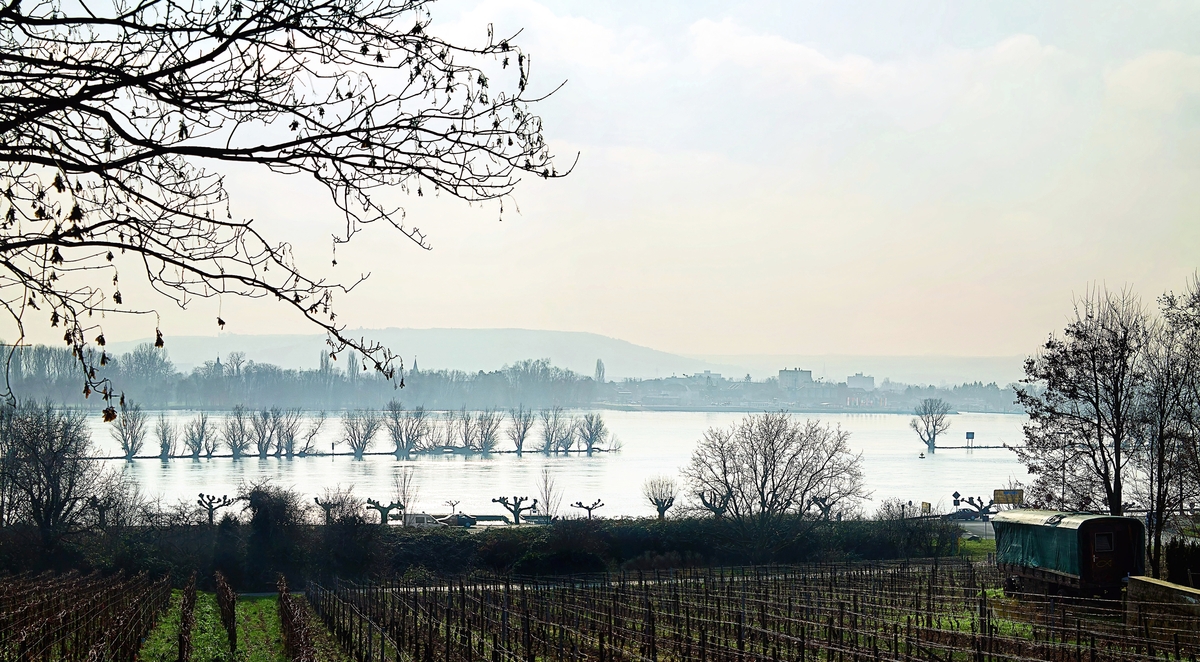 Winter am Rhein bei Oestrich-Winkel