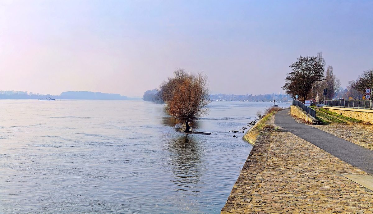 Winter am Rhein bei Oestrich