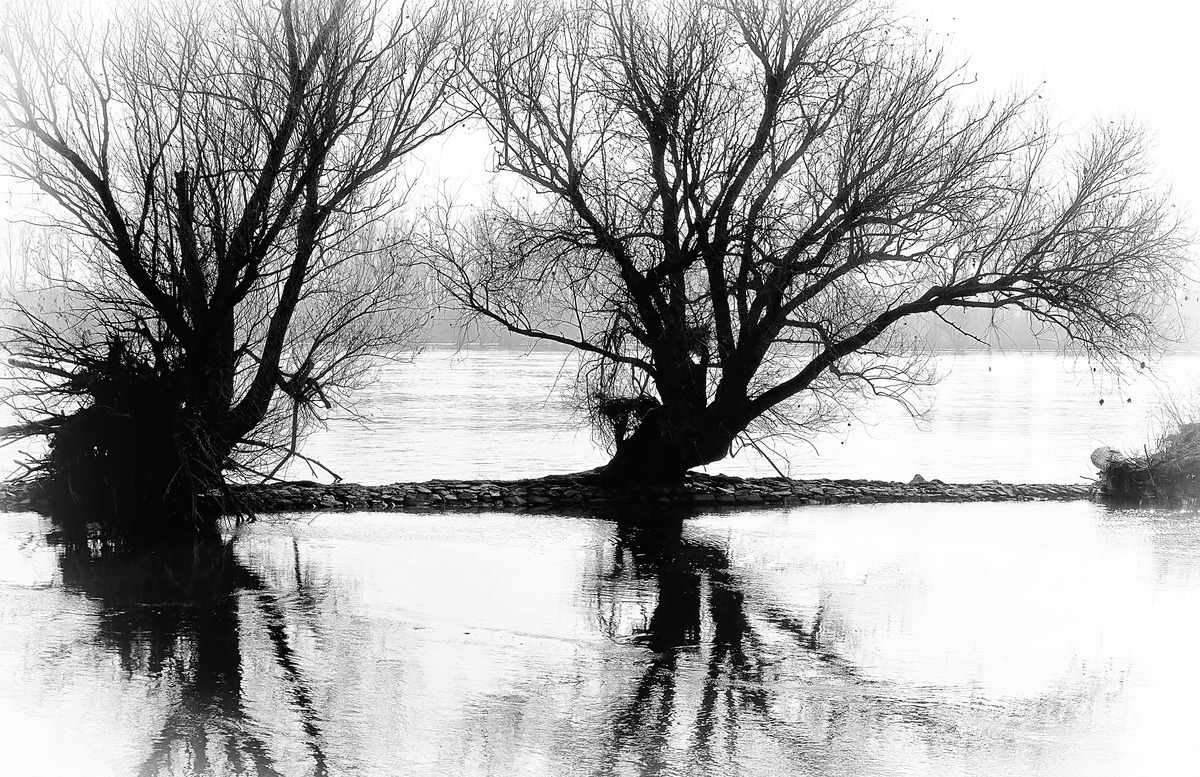 Silberweiden am Rhein bei Oestrich
