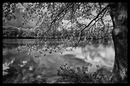 Der Baum am See