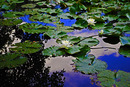 Lotusblume oder Seerose ?