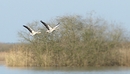 Gänse im Osten Meer