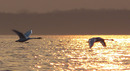 Der Schwan in der Abendsonne