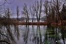 Bäume am See