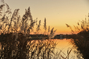 durchs Schilf (wunderschöner Herbstabend)