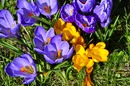 Frühling am Phoenixsee 1