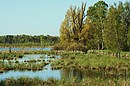 Schwenninger Moor