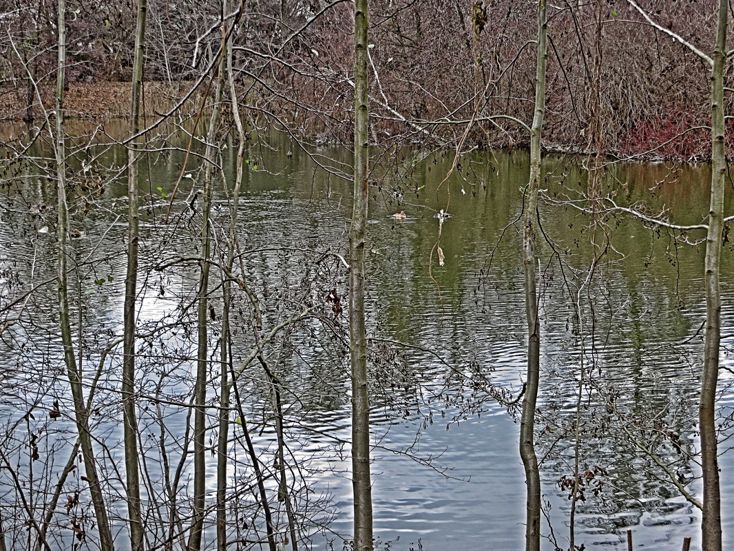 der Teich vor der Tür
