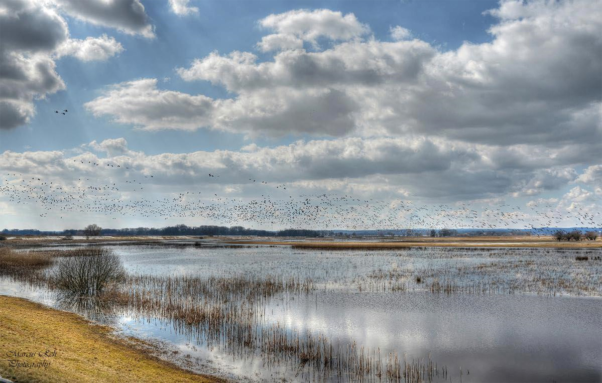 Graugänse über dem Penkefitzer See 
