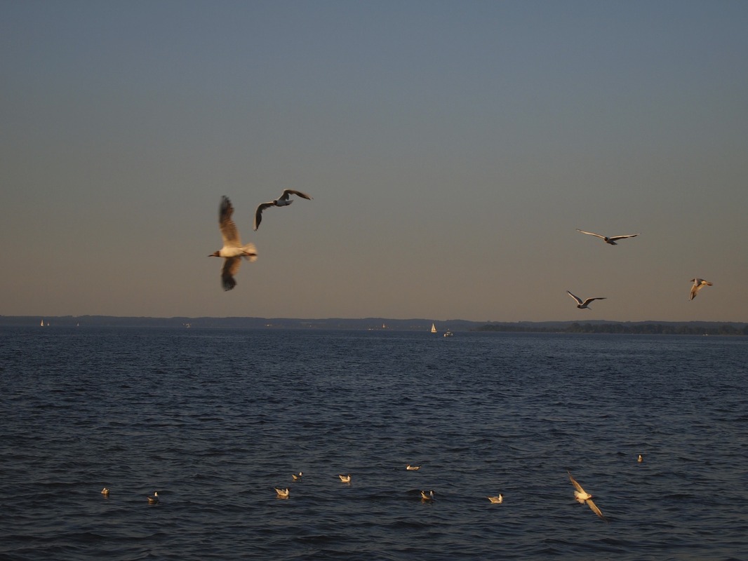 Möwen am Chiemsee