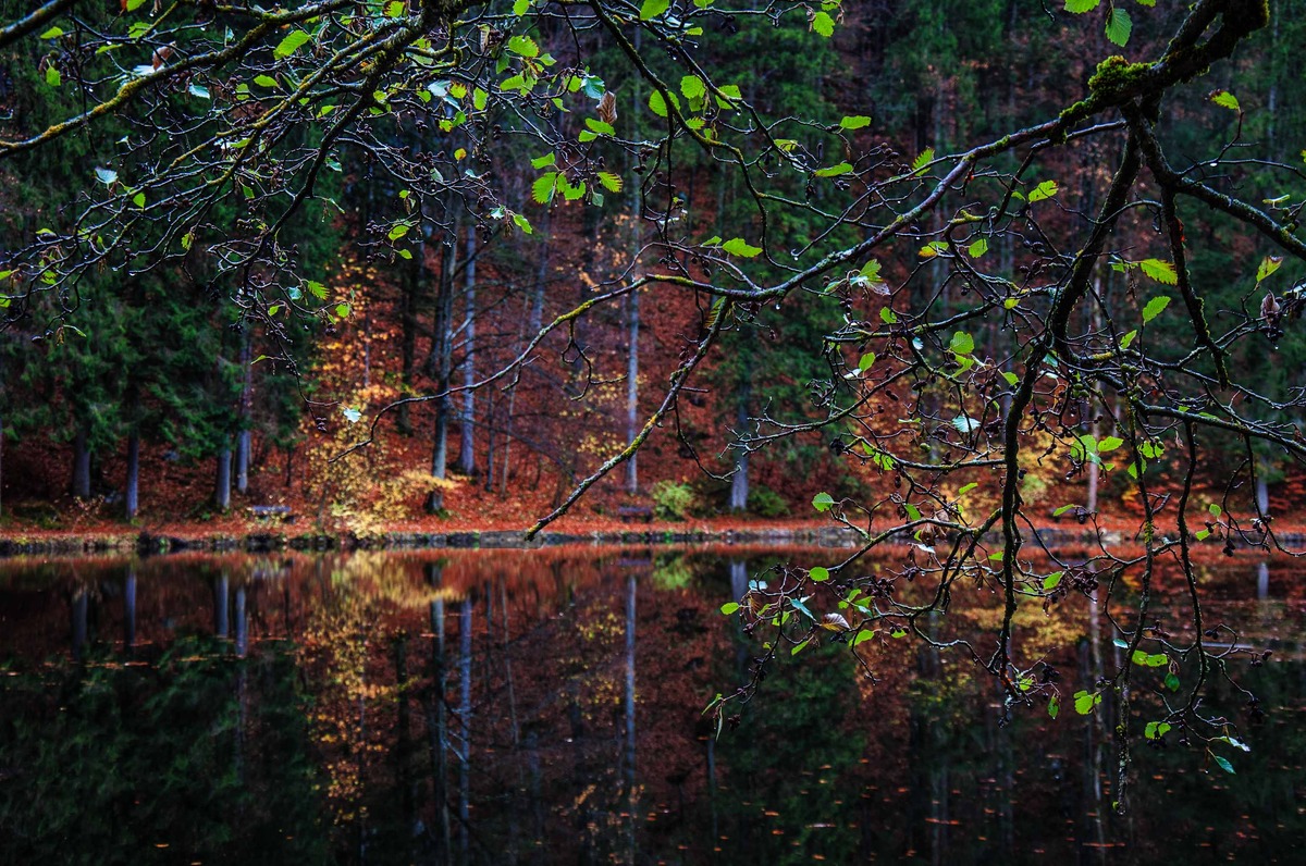 Waldsee
