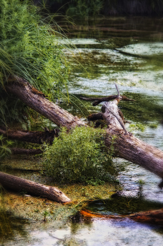 Wilde Natur