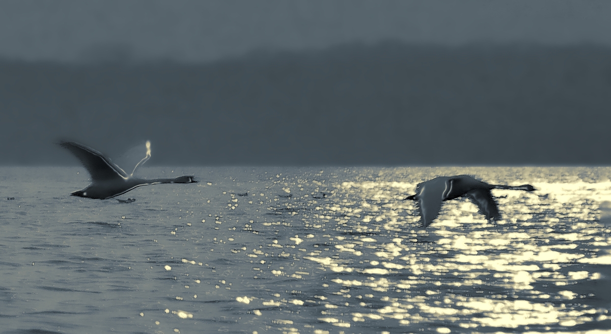 Der Schwan in der Abendsonne s/w