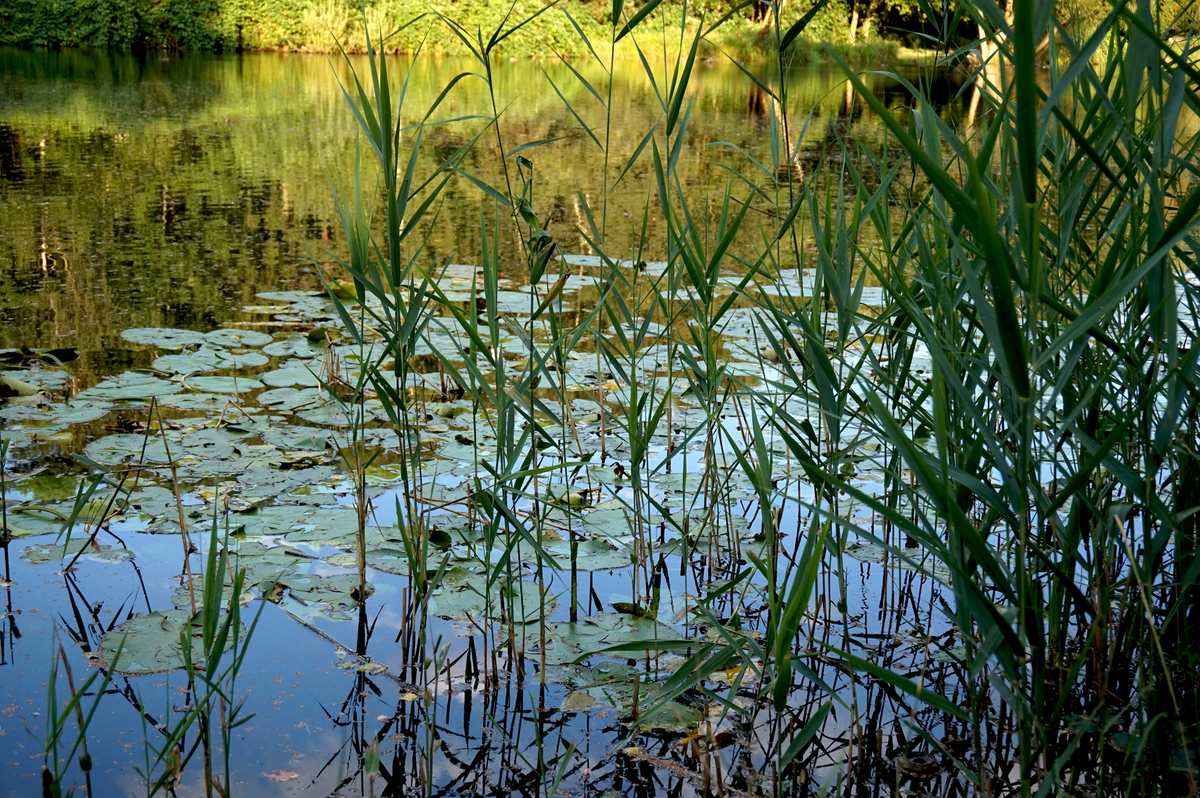 Kleiner Teich
