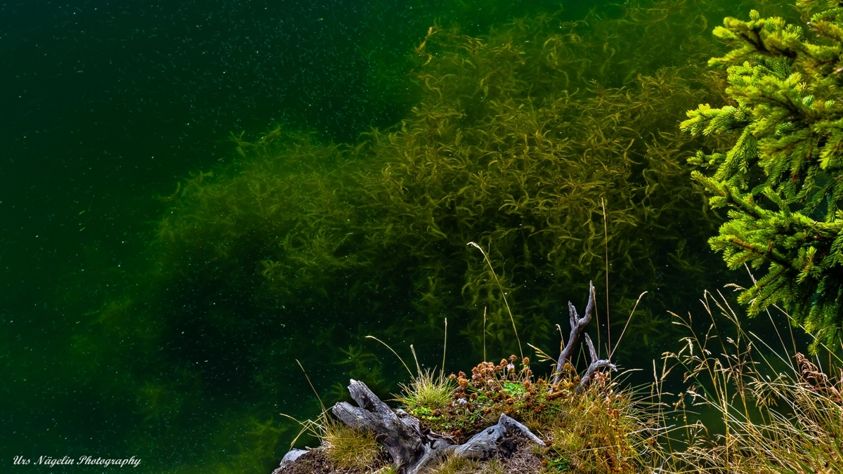 Bettmersee / Bettmeralp CH 3