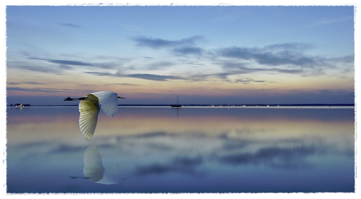 Silberreiher im Sonnenuntergang