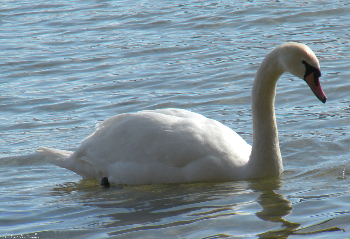 Schwan am Tegernsee!
