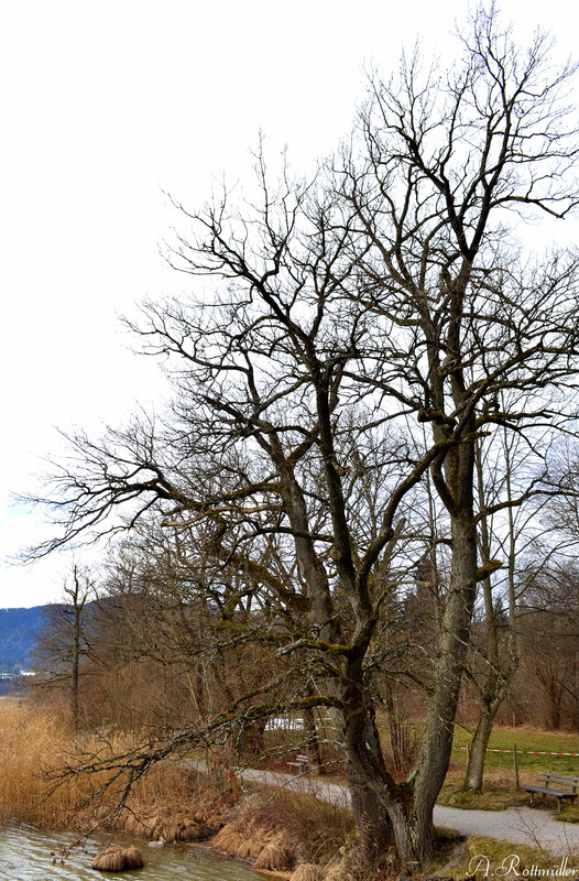 Am Tegernsee!