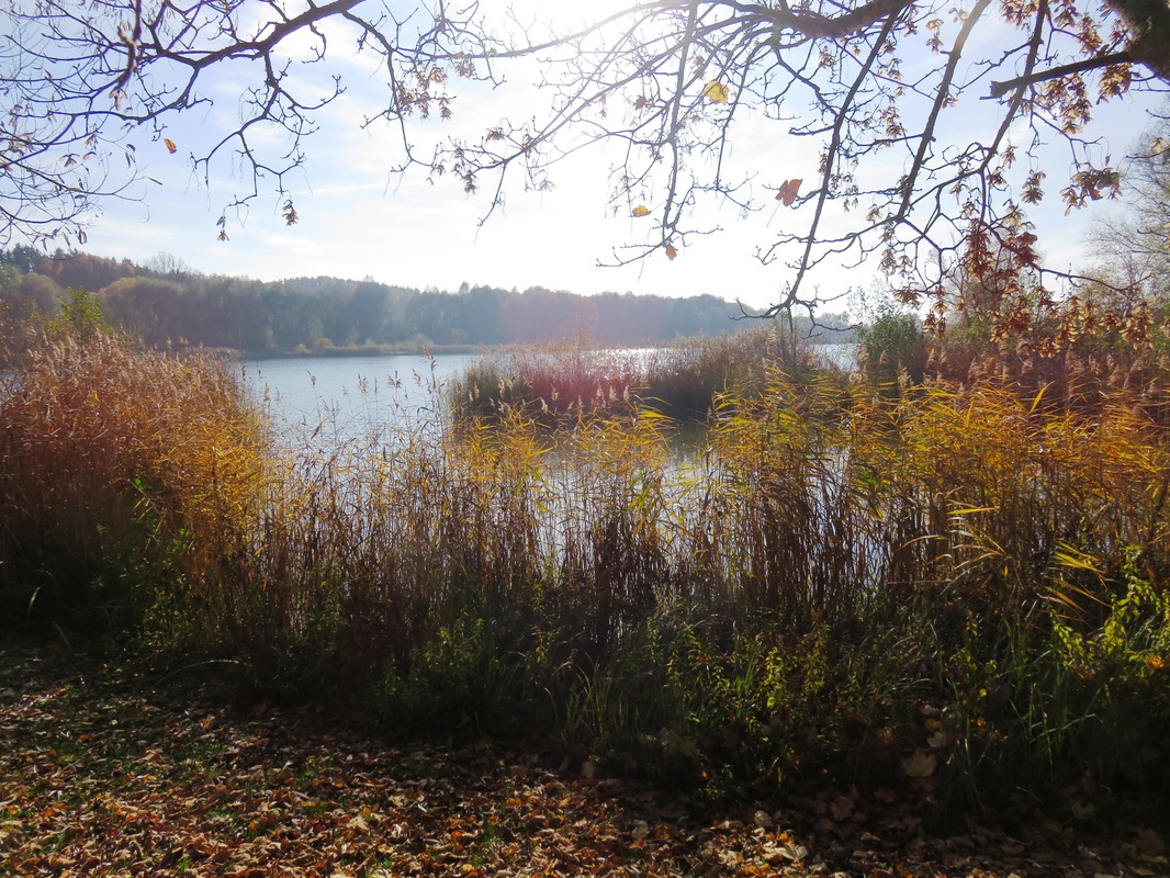 Herbst am Weiher