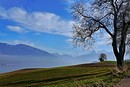 Bäume und Gipfel