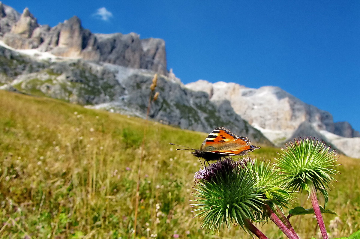 Besuch auf dem Berg