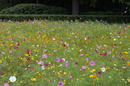 Blumenwiese