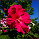 Riesen-Exoten im Palmengarten