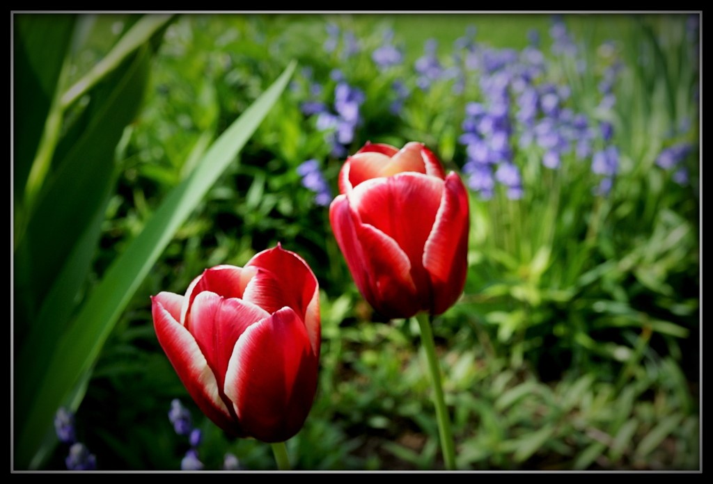 Frühling 2015 im Bethmannpark