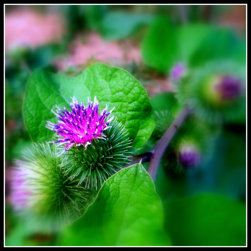 Vielfalt Gartenhecke