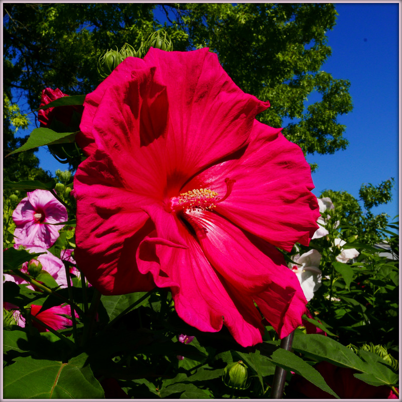 Riesen-Exoten im Palmengarten