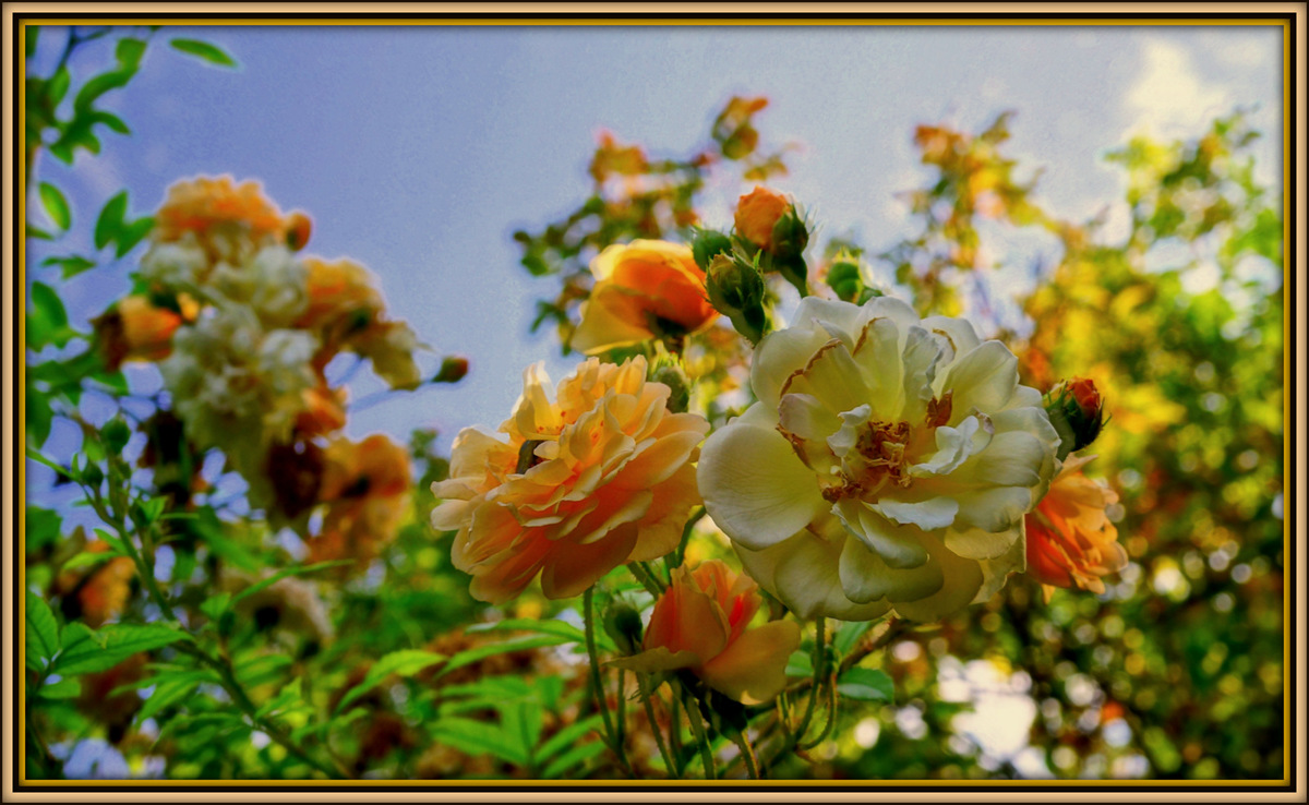 Beginn der Herbstfarben