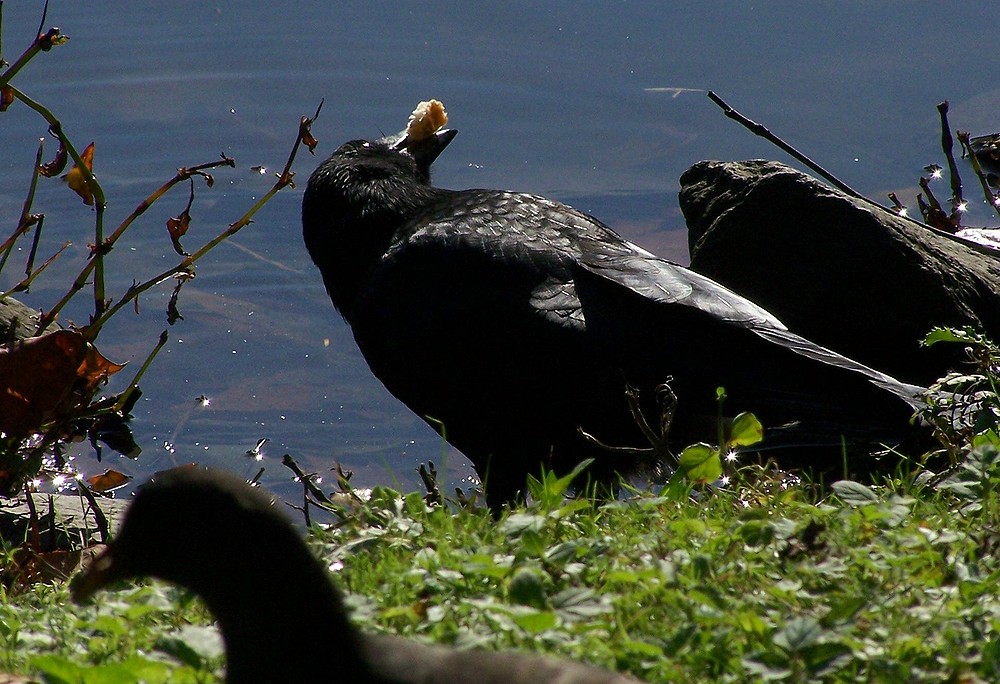 Morgenspaziergang ....