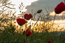 Mohn beim Sonnenaufgang
