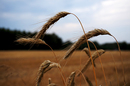 Sommer in der Heide 2