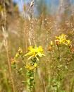 Sommer in der Heide 3
