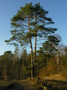 Rissener Heide