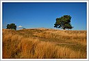 Fotos_Heide
