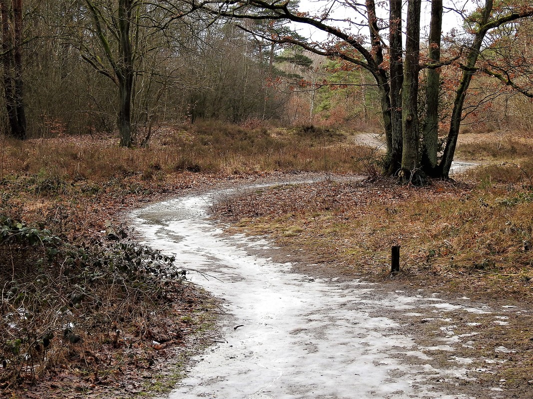 Rissener Heide winterlich