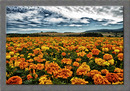tagetes...