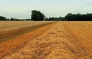 Fotos_Felder / Äcker