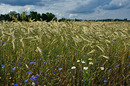 Roggenfeld