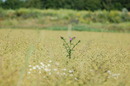 Kornfeld mit Einlage