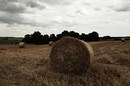 Fotos_Felder / Äcker