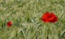 Fotos_Felder / Äcker